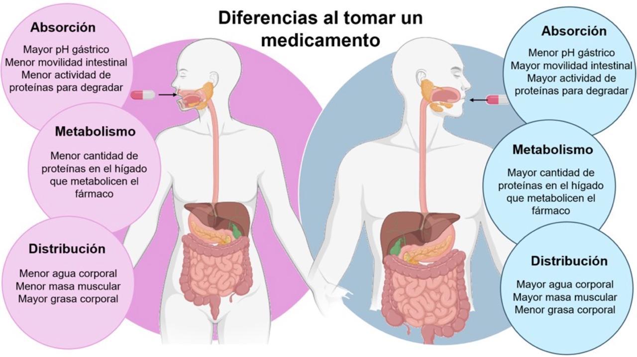 Figura 2. Diferencias fundamentales al tomar un medicamento entre hombres y mujeres [3].